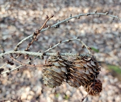 Larix kaempferi