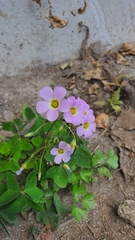 Oxalis latifolia