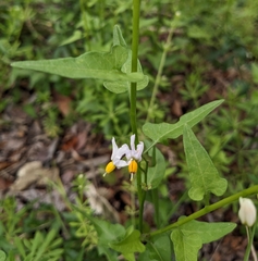 Solanum triquetrum