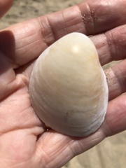 Laevicardium serratum