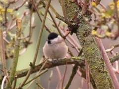 Poecile palustris