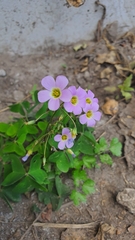 Oxalis latifolia