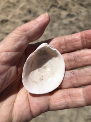 Laevicardium serratum