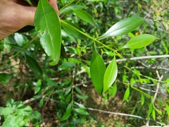 Coptosperma supra-axillare