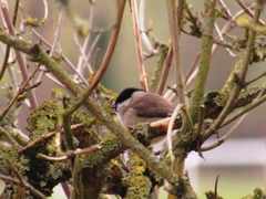 Poecile palustris