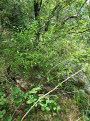 Coptosperma supra-axillare