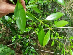 Coptosperma supra-axillare