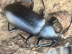 Alobates pensylvanicus