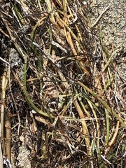 Syringodium filiforme