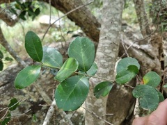 Olea capensis enervis