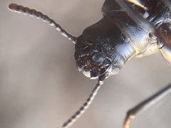 Alobates pensylvanicus