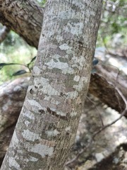 Olea capensis enervis