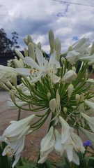 Agapanthus praecox