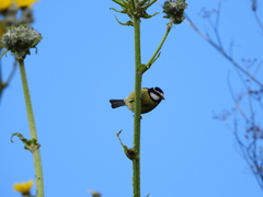 Cyanistes teneriffae teneriffae