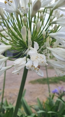 Agapanthus praecox