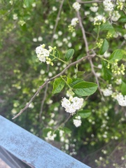 Ehretia