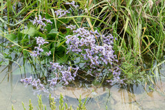 Limonium vulgare