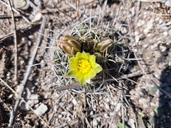 Ancistrocactus tobuschii