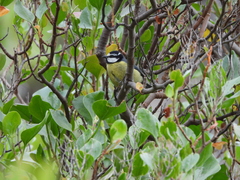 Cyanistes teneriffae teneriffae