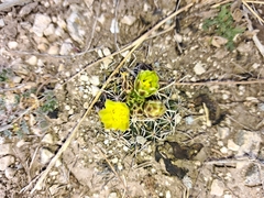 Ancistrocactus tobuschii