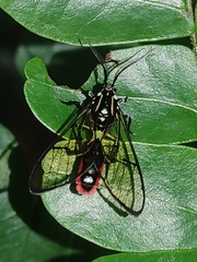 Argyroeides ophion