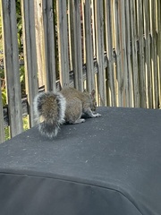 Sciurus carolinensis