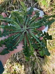 Crepis vesicaria