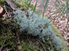 Cladonia ciliata