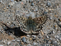 Pyrgus melotis