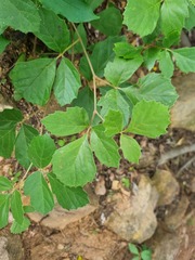 Rhoicissus tridentata