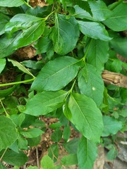 Vangueria
