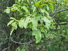Ficus sur