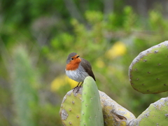 Erithacus rubecula superbus
