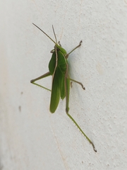 Prionolopha serrata