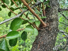 Ximenia americana