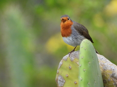Erithacus rubecula superbus