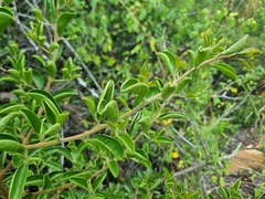 Ximenia americana