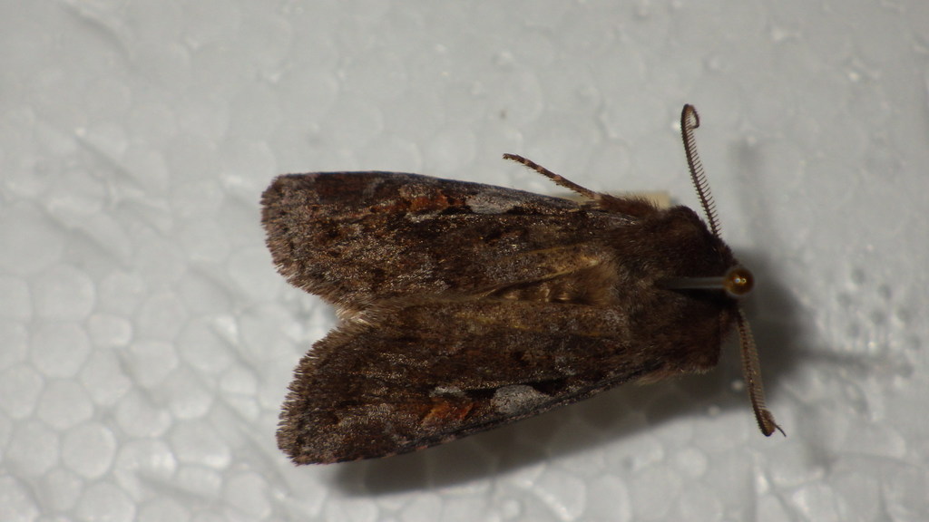 Pachnobia