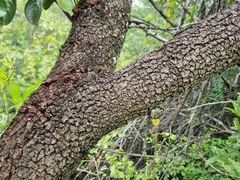 Ximenia americana