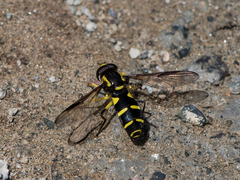 Xanthogramma