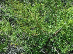 Ximenia americana