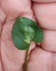Puccinia violae