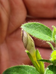 Barleria obtusa