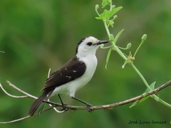 Fluvicola albiventer