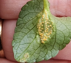 Puccinia violae