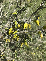 Anagyris foetida