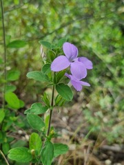 Barleria obtusa