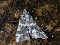 Ascotis fortunata