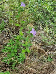 Barleria obtusa