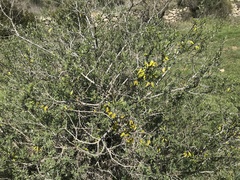 Anagyris foetida